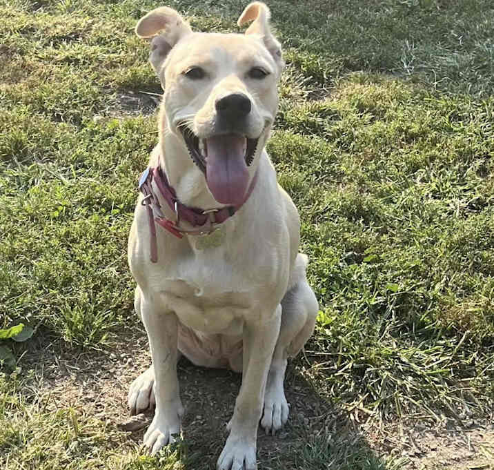 Photo of Blondie-Adopted!