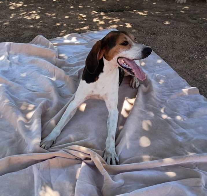 Photo of Buck-ADOPTED 2/25