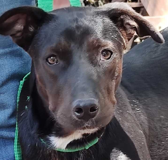 Photo of Viola (Sister V)
