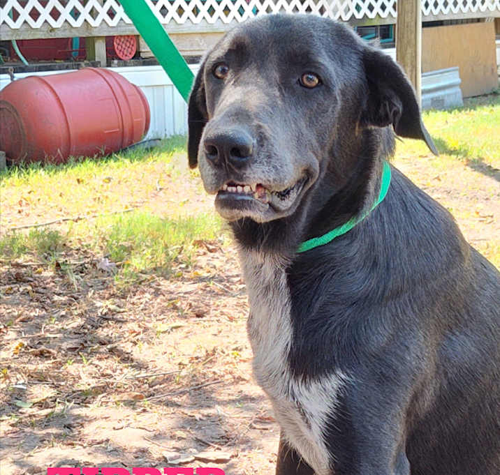Photo of Tipper