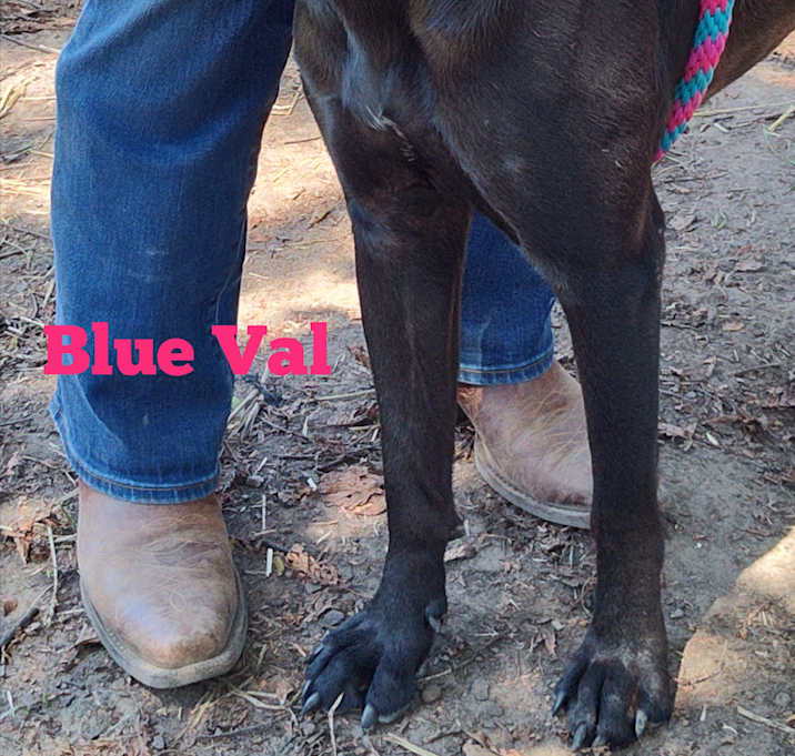 Photo of Blue Val (Bleu)