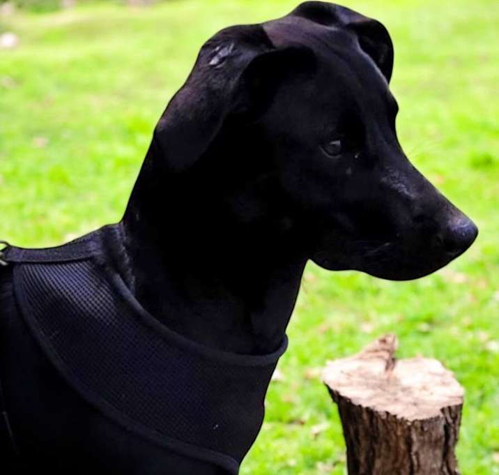 Photo of Sadie