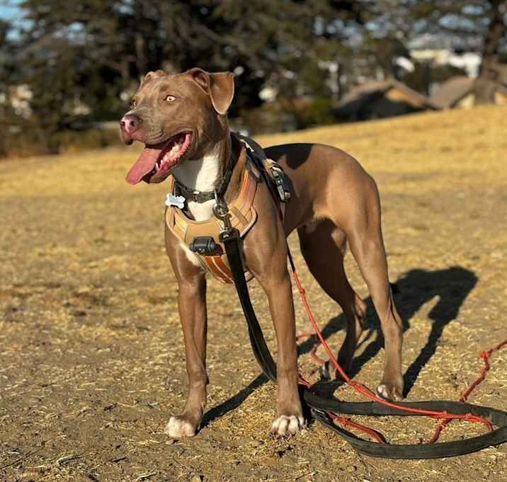 Photo of Enzo