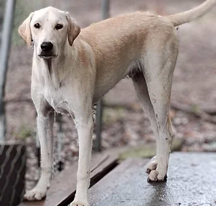 Photo of Rhett