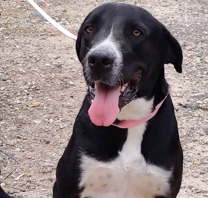 Photo of Goliath