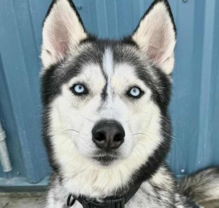 Photo of Yuri--SPONSORED ADOPTION FEE