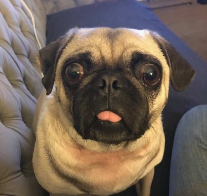 Photo of BeBe (Bee-Bee)