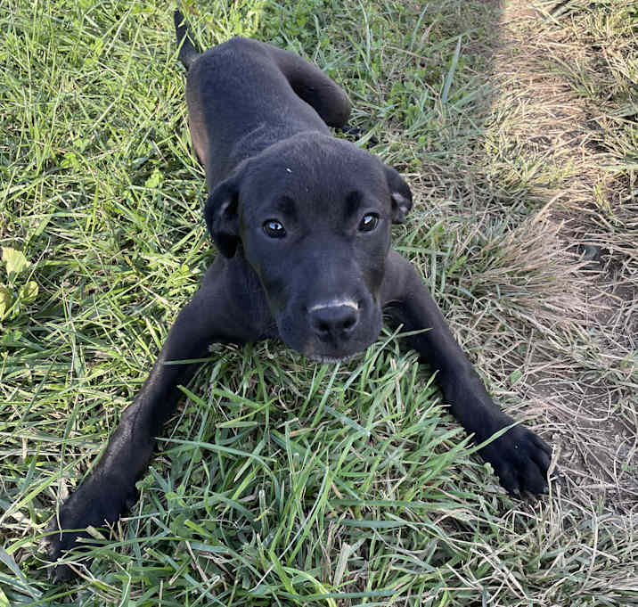 Photo of Blaze