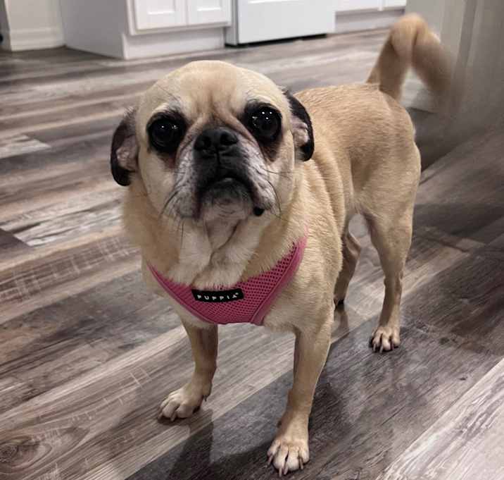 Photo of Millie