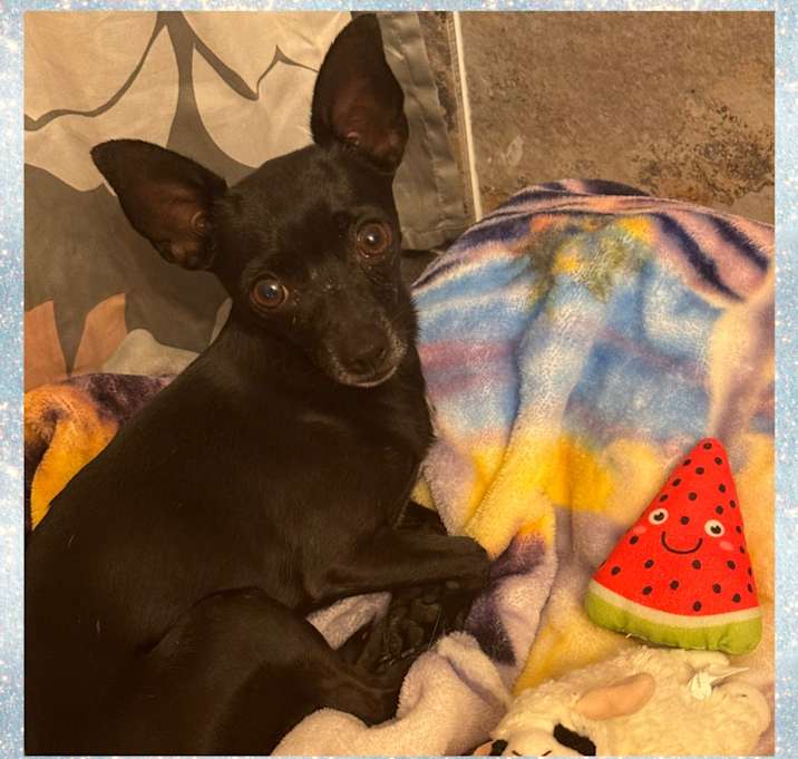 Photo of DON PEDRO - 5 YR CHIHUAHUA