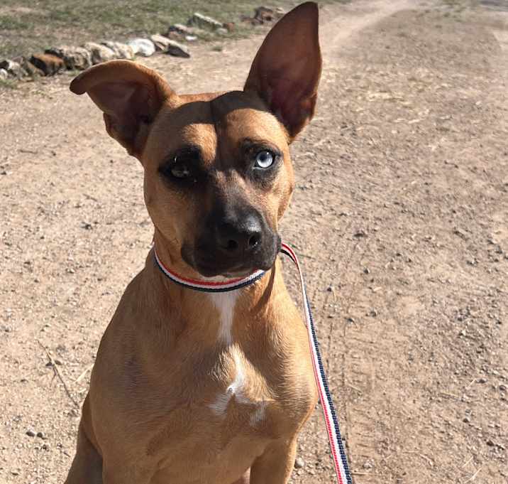 Photo of Trixie