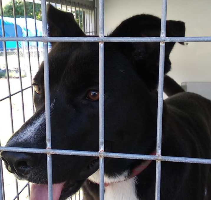 Photo of Oreo