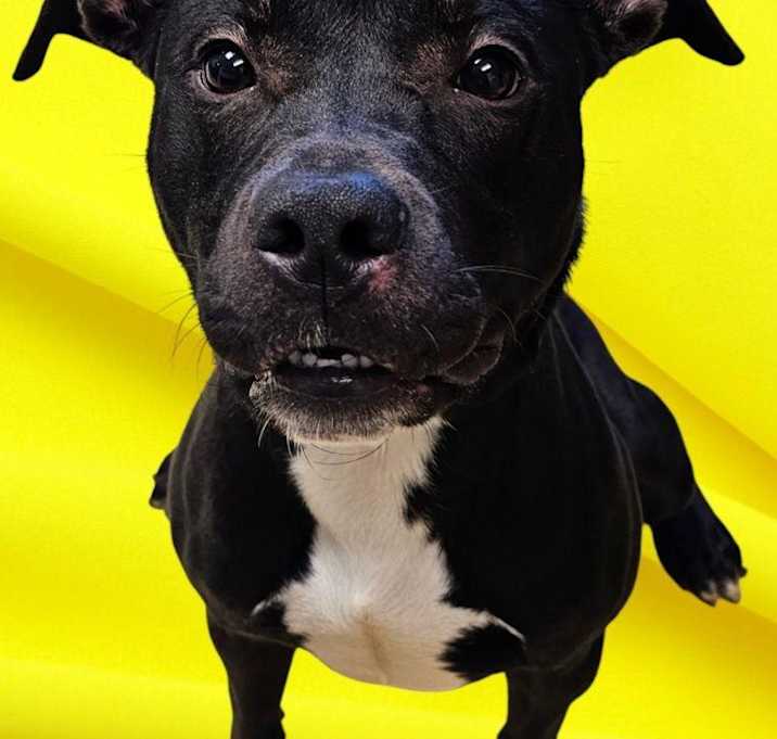 Photo of Batman
