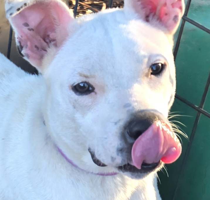 Photo of Casper