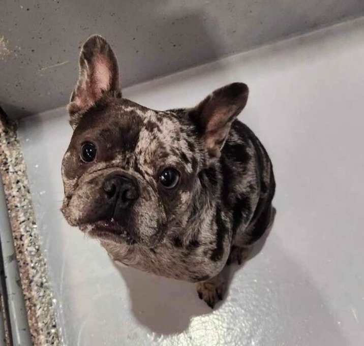 Photo of Charlie
