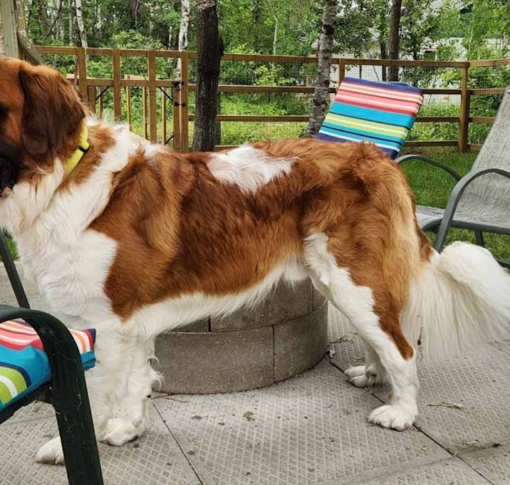 Photo of Moose