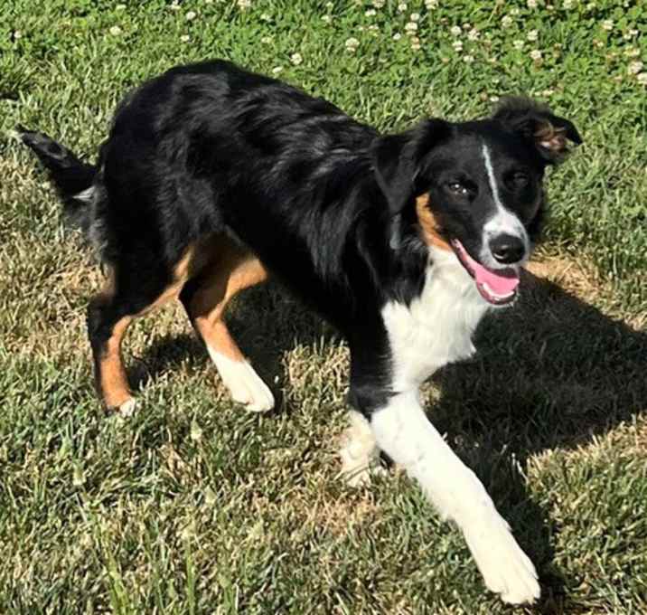 Photo of Lacey