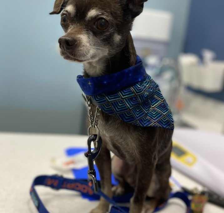Photo of Choco