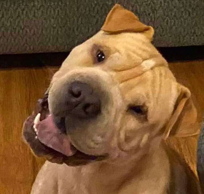 Photo of Ruckus