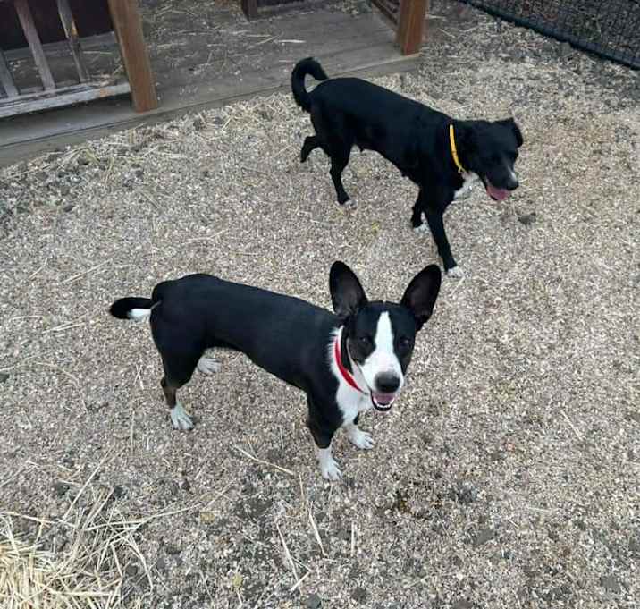 Photo of Roxy & Reggie