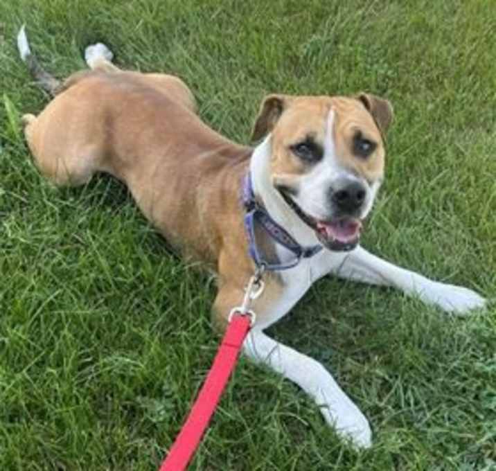 Photo of Toby