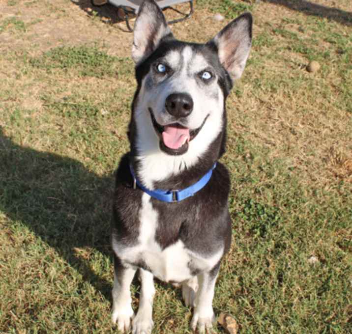 Photo of Walter White (in foster)