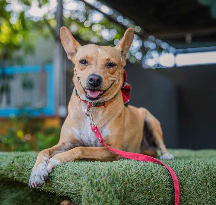 Photo of Dolly
