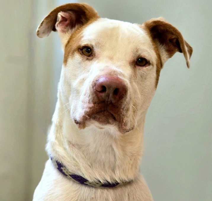 Photo of Romper/ Casper