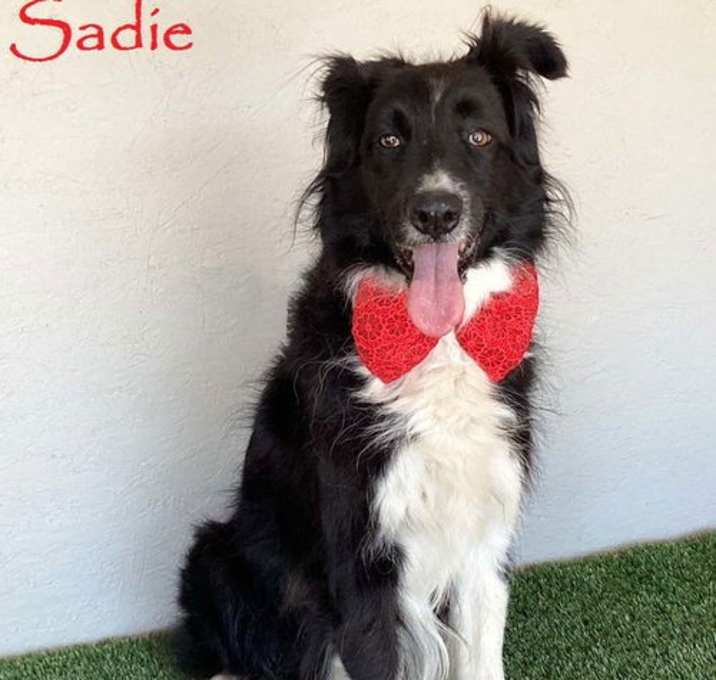 Photo of Sadie