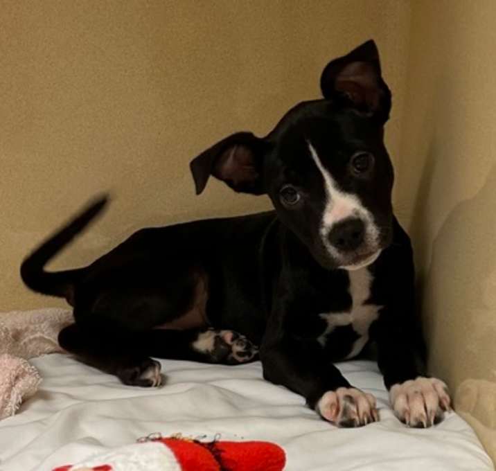 Photo of Twinkie