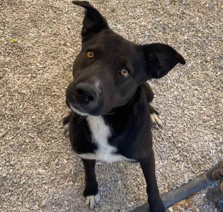 Photo of Pup