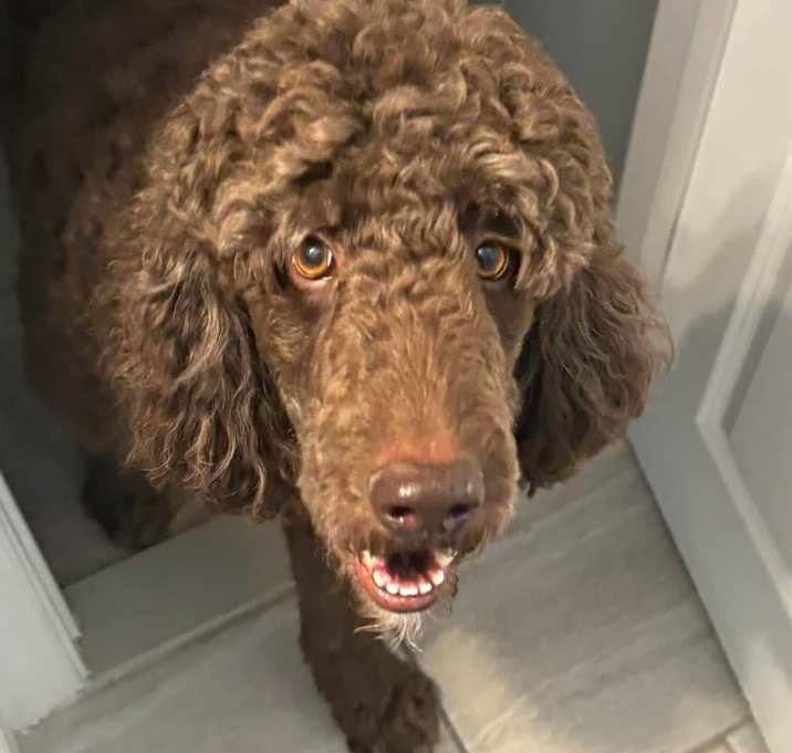 Photo of Scooby