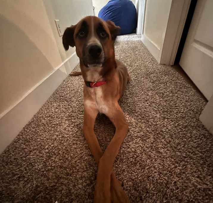 Photo of Remi