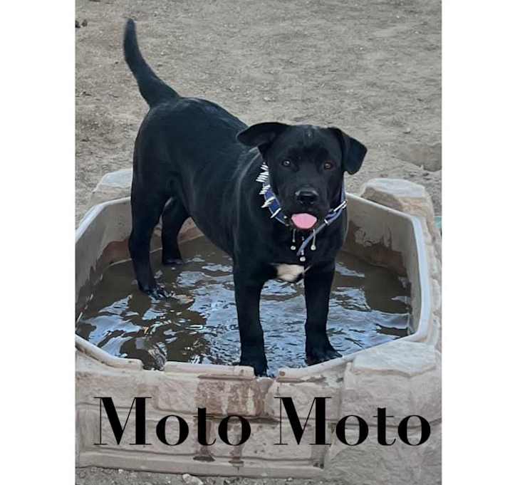 Photo of Moto Moto