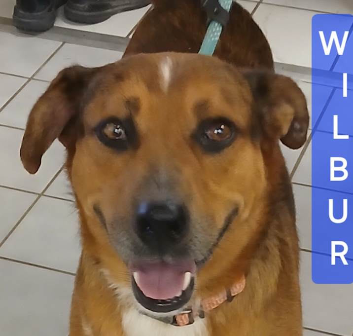 Photo of WILBUR