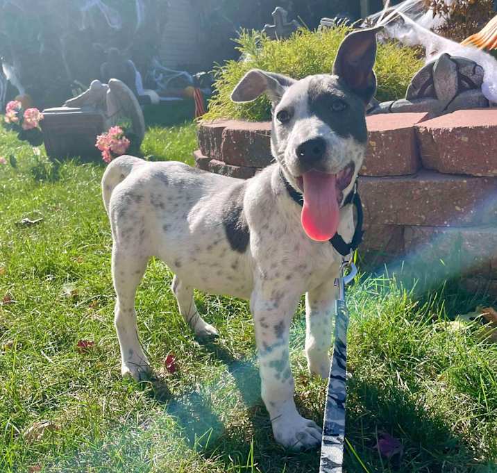 Photo of Kiefer - Adoption Pending!