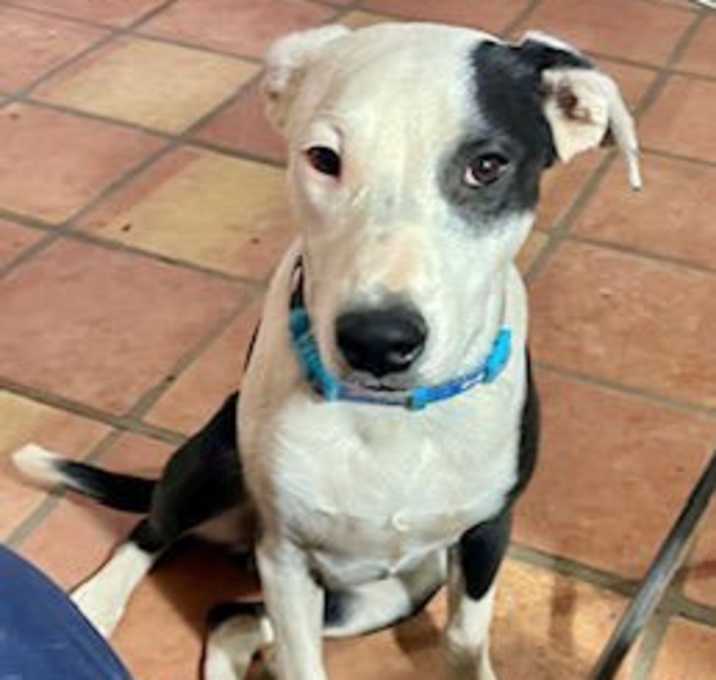 Photo of Buster