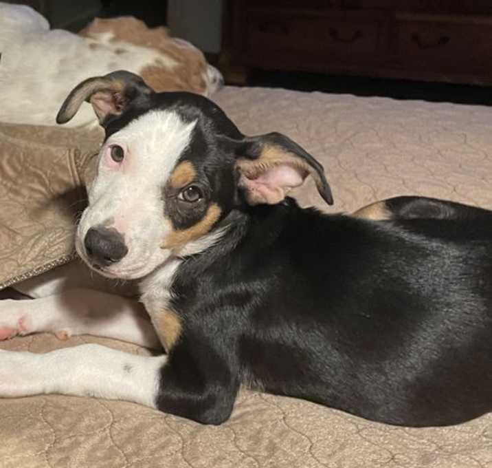 Photo of Blue