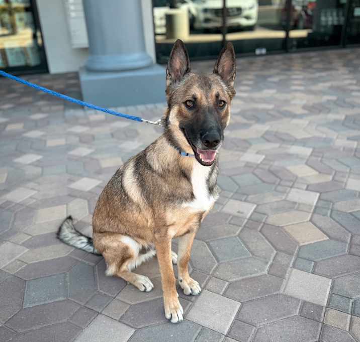 Jake the Shepherd Photo #1