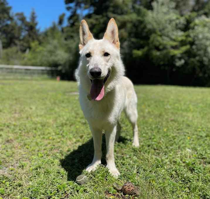 Photo of Dominic