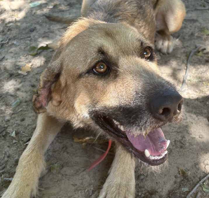 Photo of Dash