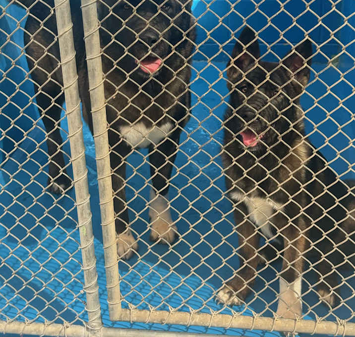 Photo of Akita Mom & Pup