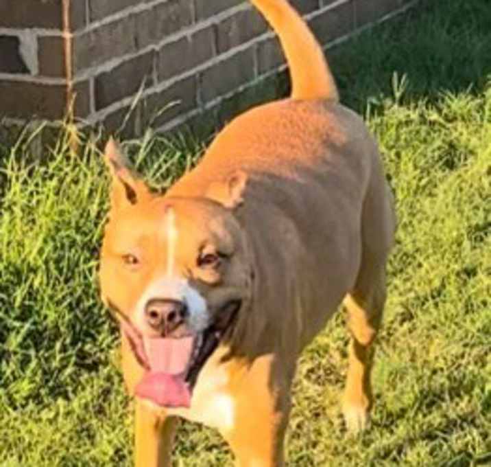 Photo of Bruno