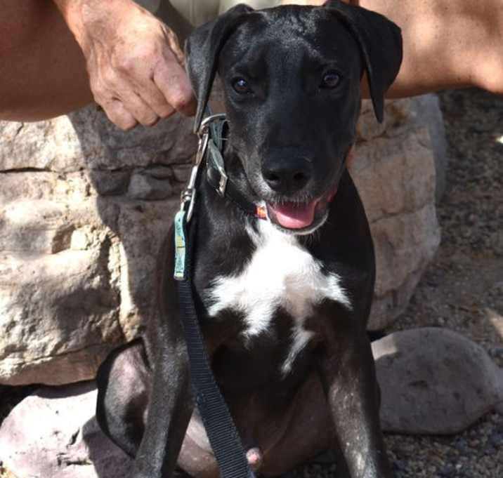 Photo of Pancho