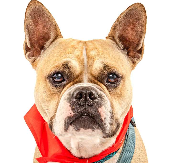 Photo of Bella