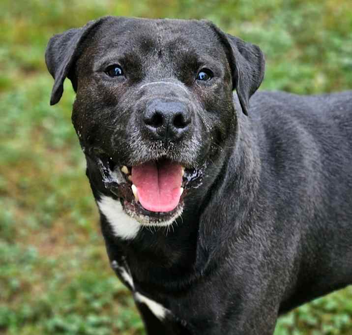 Photo of Diesel