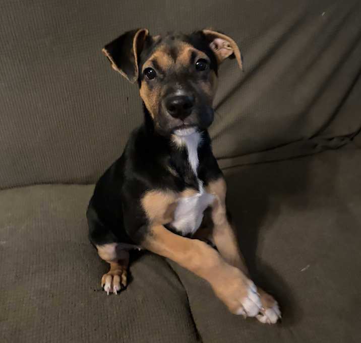 Photo of Rebel
