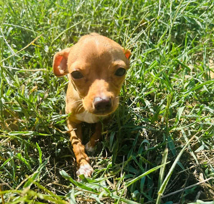 Photo of Taquito