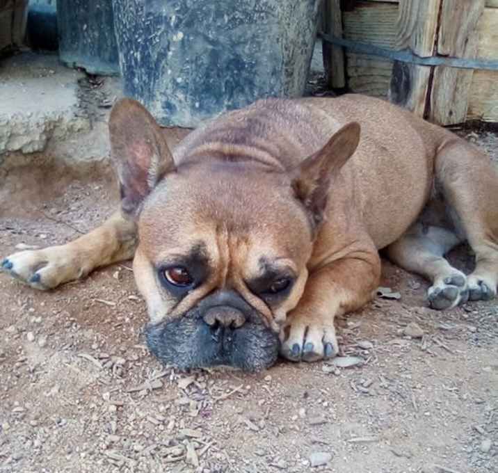 Photo of Buttercup-ADOPTED 11/16/24