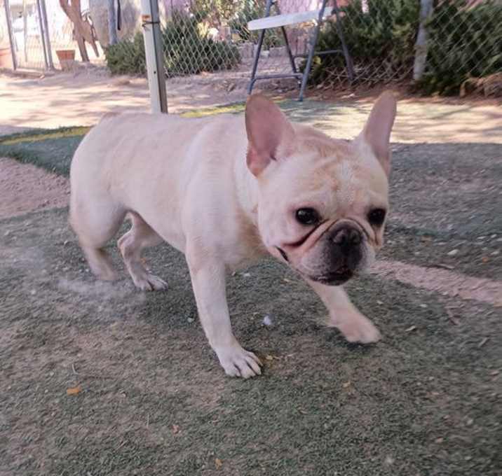 Photo of Cupcake-ADOPTED 12/20/24.  YEA!